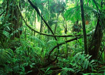 Angry Ginge Emerges as Early Favourite to Win I’m A Celebrity 2025 as Stars Arrive in Australia